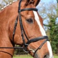 Horse Stable Management Worksheets