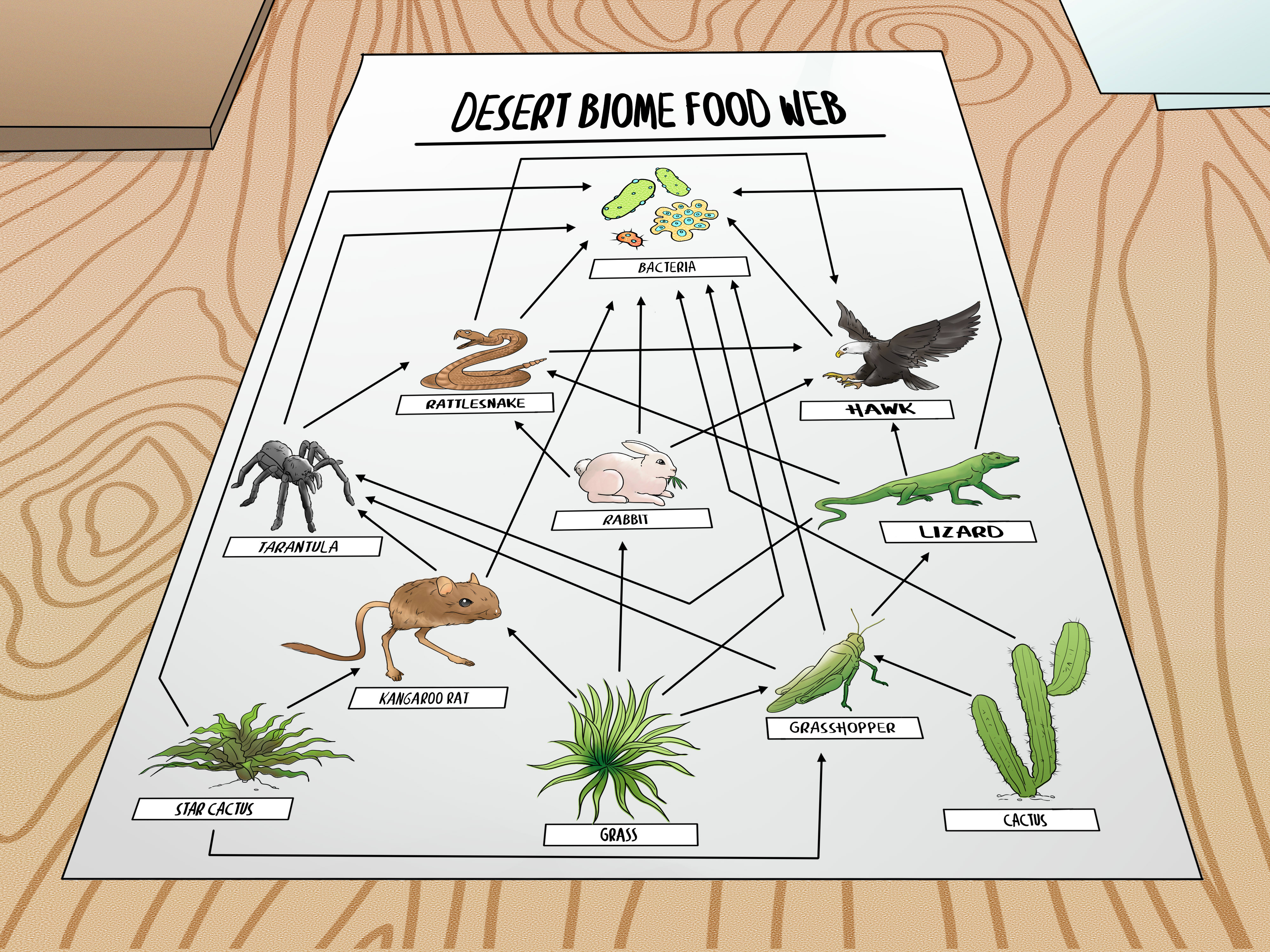 How To Draw A Food Web 11 Steps With Pictures  Wikihow