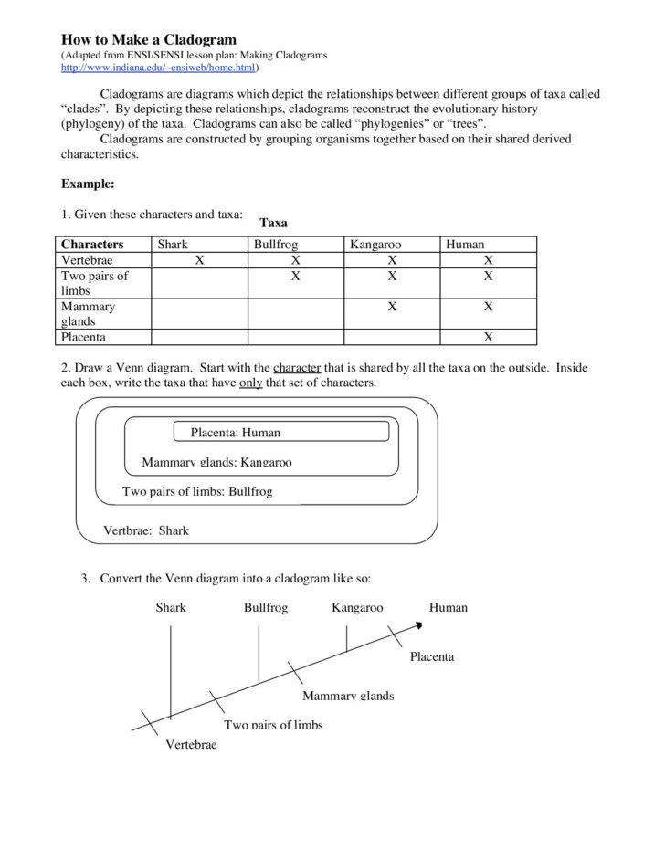Cladogram Worksheet Answers — db-excel.com