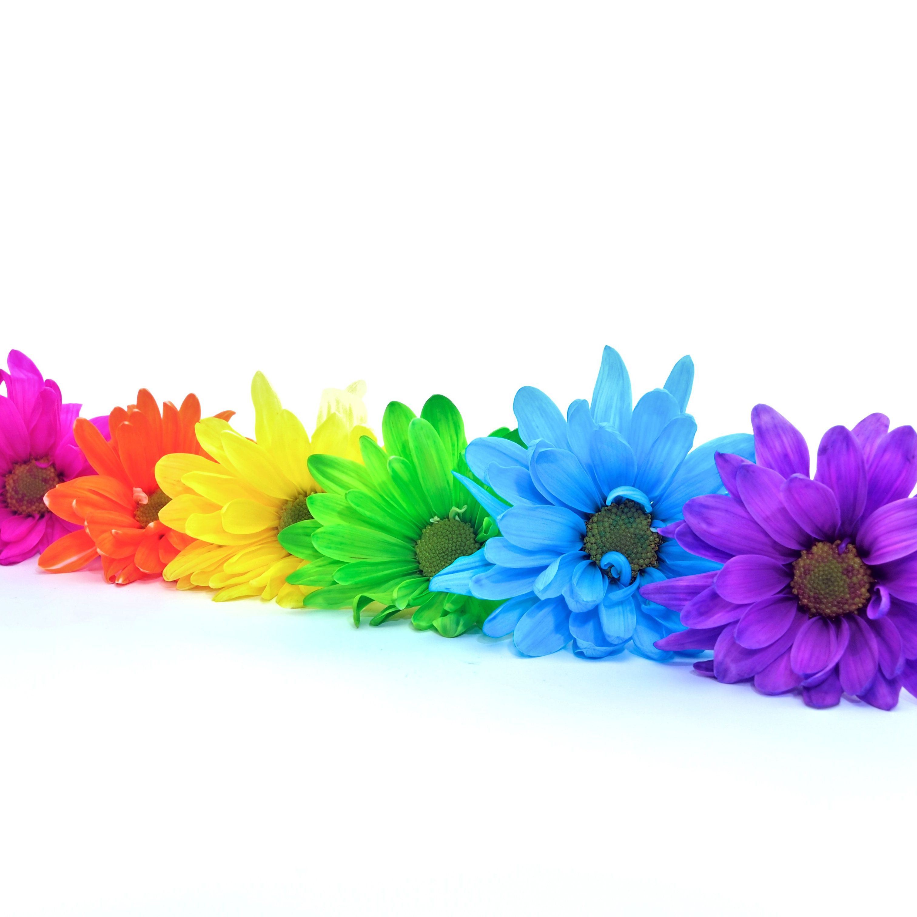 How To Make Colored Flowers