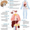 Human Body Endocrine System  Carolina
