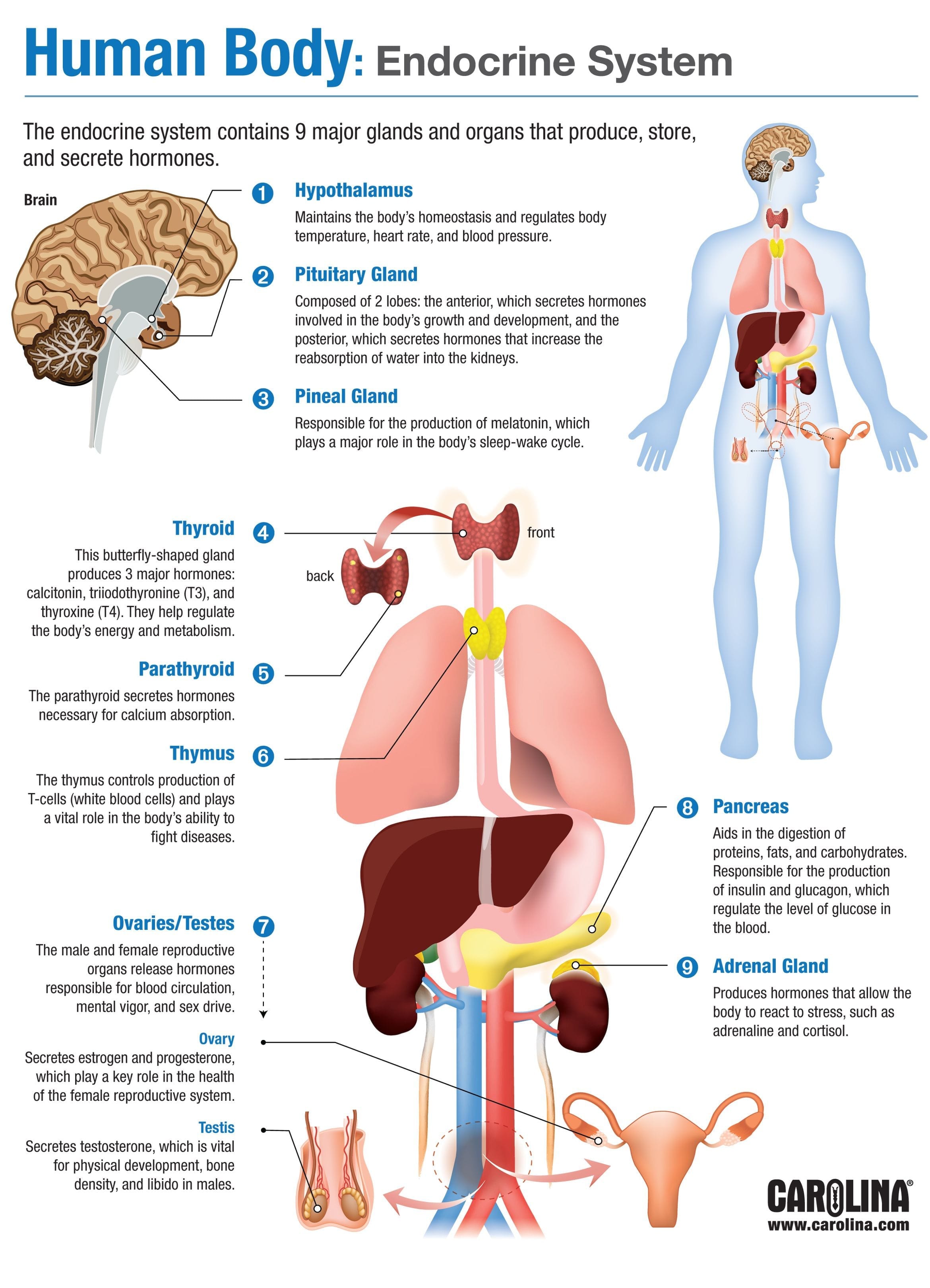Human Body Endocrine System Carolina — db-excel.com