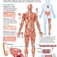 Human Body Muscular System  Carolina
