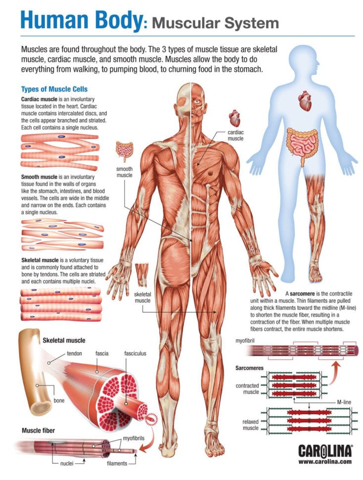 Human Body Muscular System  Carolina