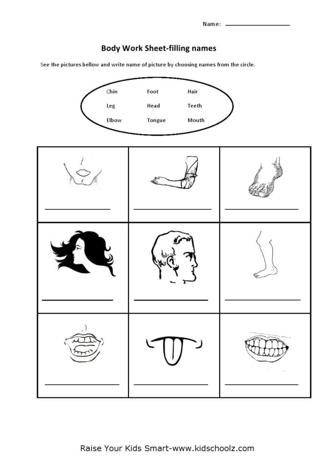Human Body Parts Identification Worksheets  Kidschoolz