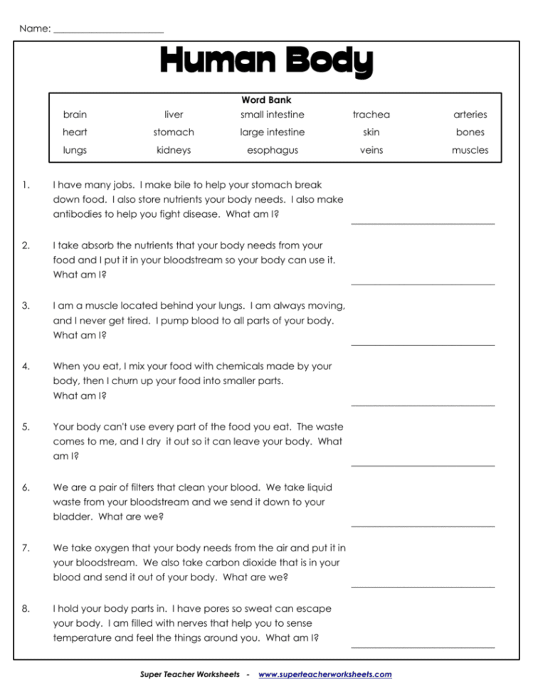 Human Body  Super Teacher Worksheets
