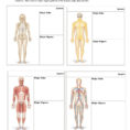 Human Body Systems Worksheets Probability Worksheets Bill Of