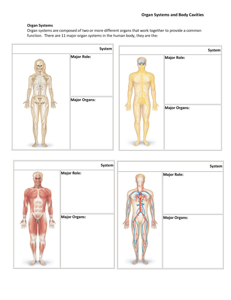 Human Body Systems Worksheets Probability Worksheets Bill Of