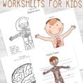 Human Body Worksheets For Kids