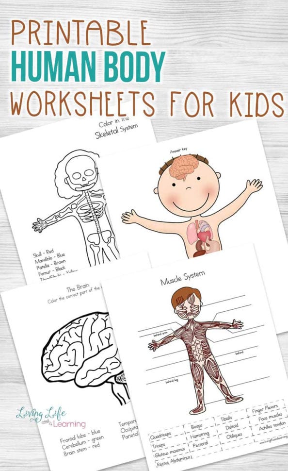 Human Body Worksheets For Kids