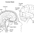Human Brain Anatomy Coloring Page  Free Printable Coloring