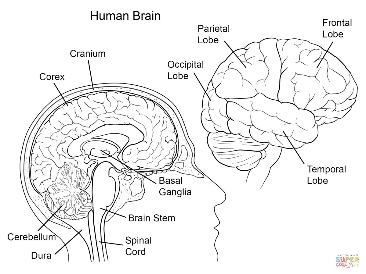 Human Brain Anatomy Coloring Page  Free Printable Coloring