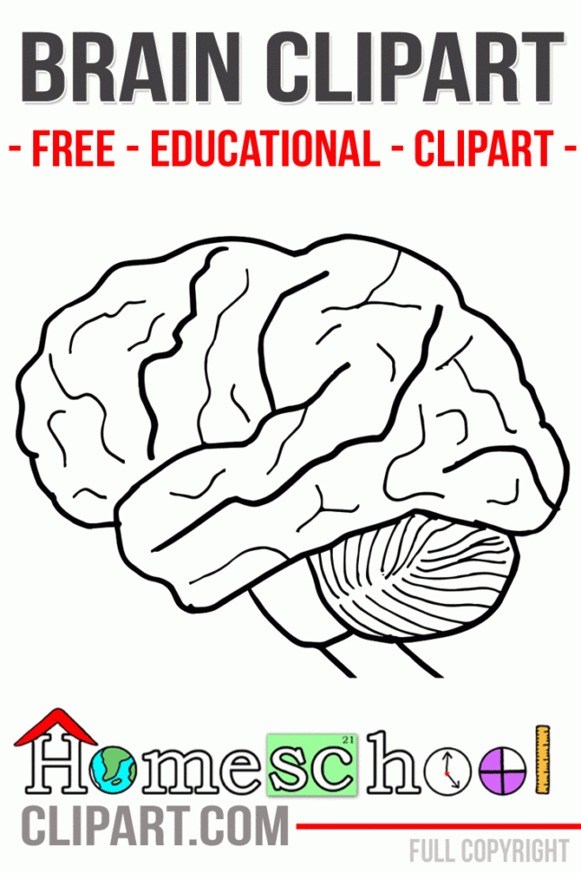 Human Brain Clipart Coloring  Worksheets  Homeschool Clipart
