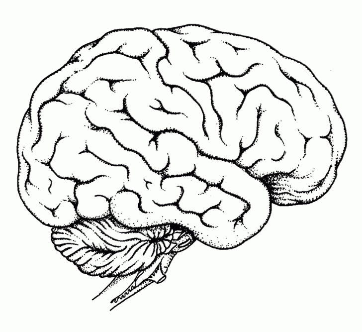 Brain Coloring Worksheet — db-excel.com