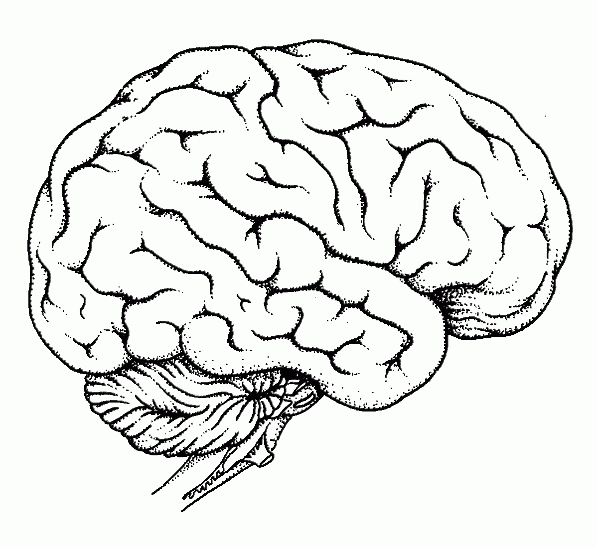 Human Brain Coloring Page  Coloring Home