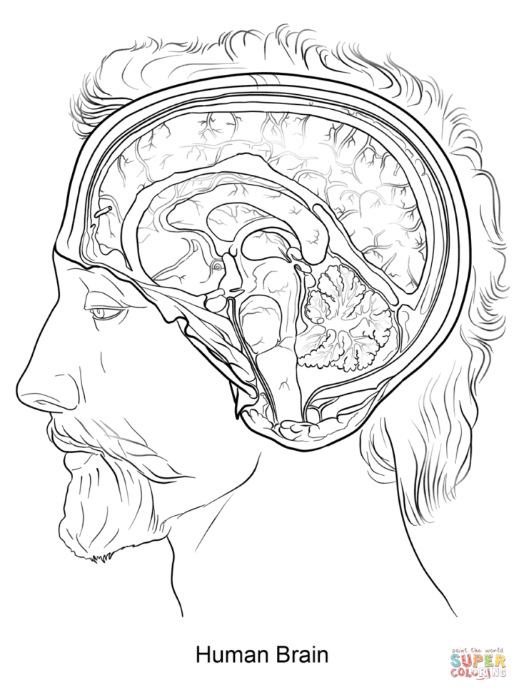 Human Brain Coloring Page  Free Printable Coloring Pages