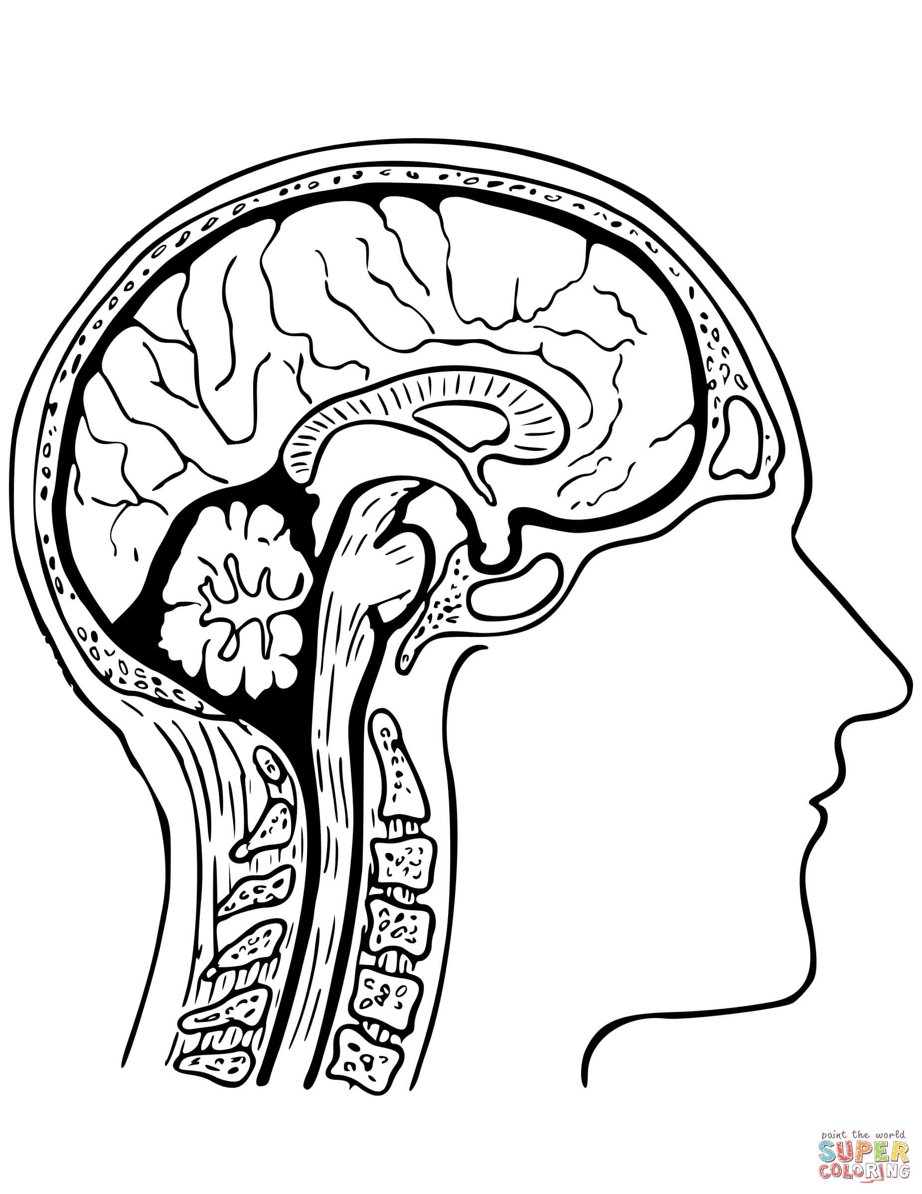 Human Brain Coloring Page  Free Printable Coloring Pages