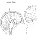 Human Brain Worksheet Coloring Page  Free Printable