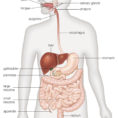 Human Digestive System  Britannica