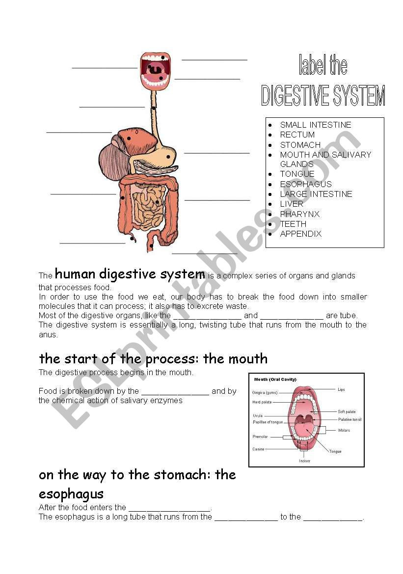 Human Digestive System  Esl Worksheetcarcarla
