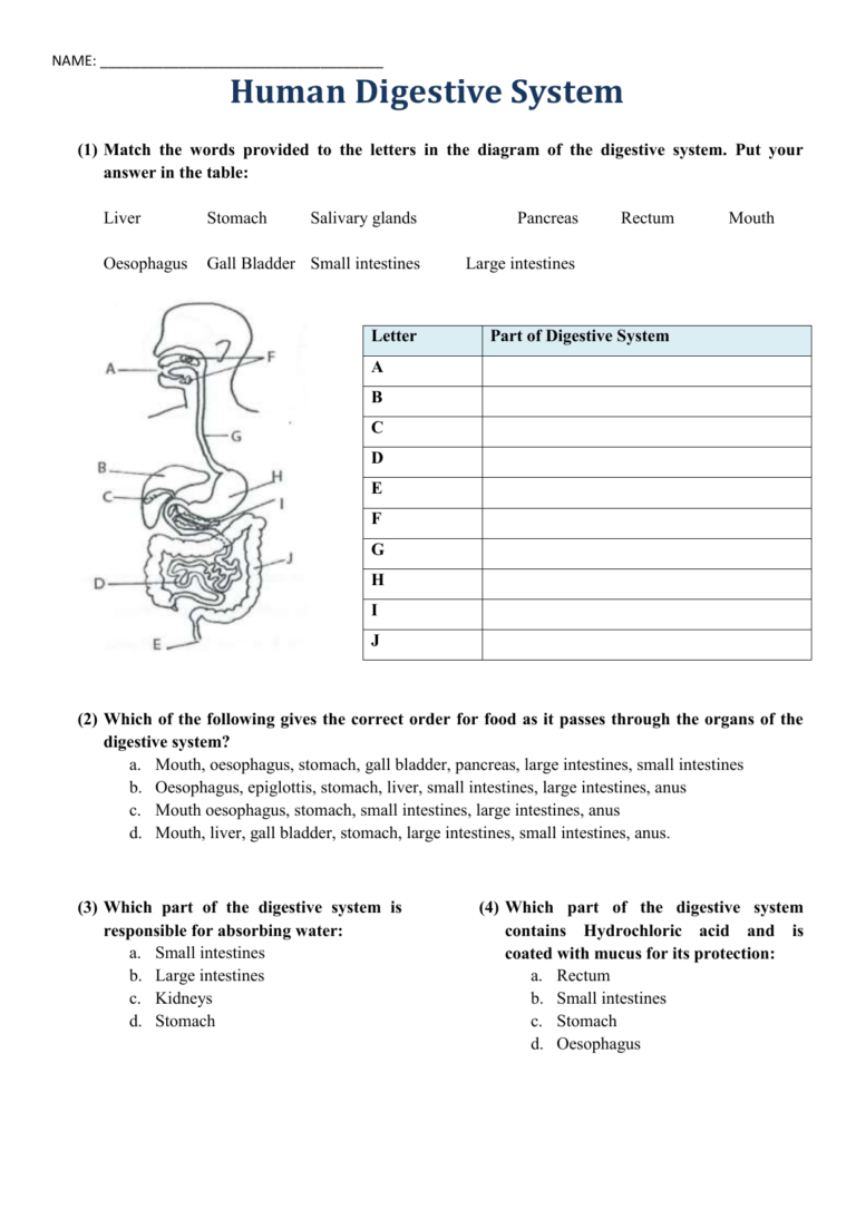 the-human-digestive-system-worksheet-answers-db-excel