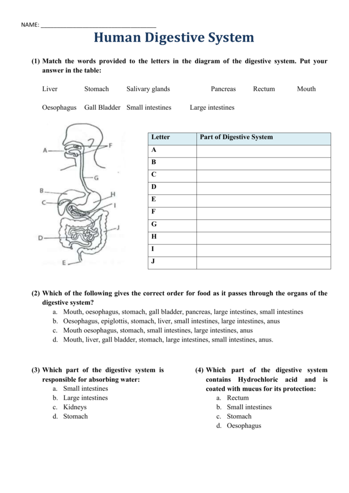 Digestive System Worksheet Answers