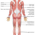 Human Muscle System  Functions Diagram  Facts
