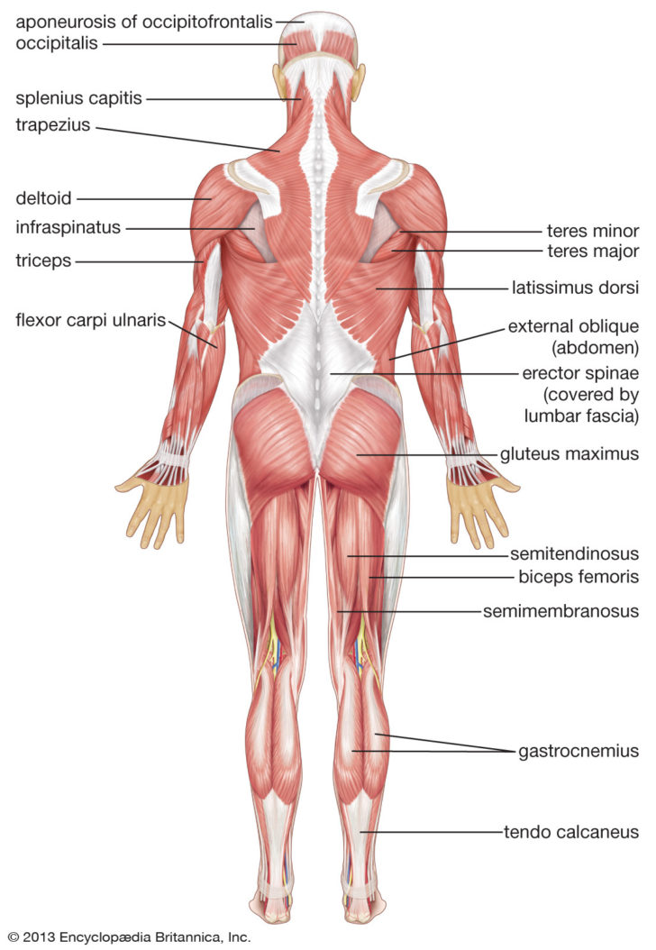 Muscular System Worksheet