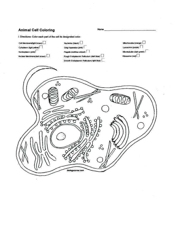 Human Muscles Coloring Key Biology Corner – Nobelpaperco