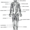 Human Muscles Coloring Worksheet Answers – Templarcolorco
