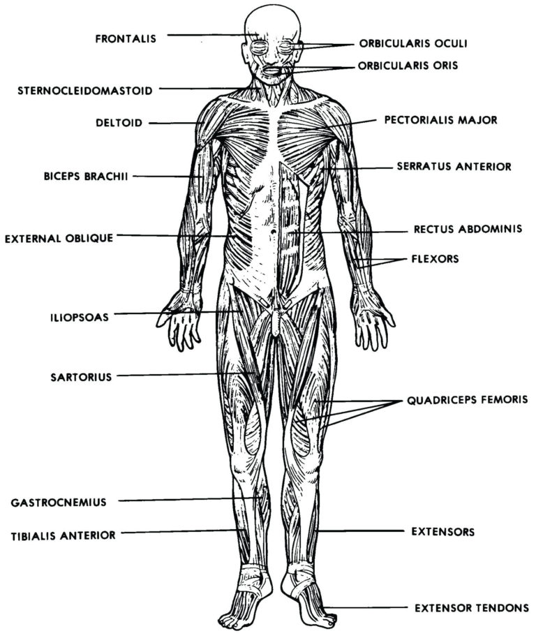 Muscular System Worksheet — db-excel.com