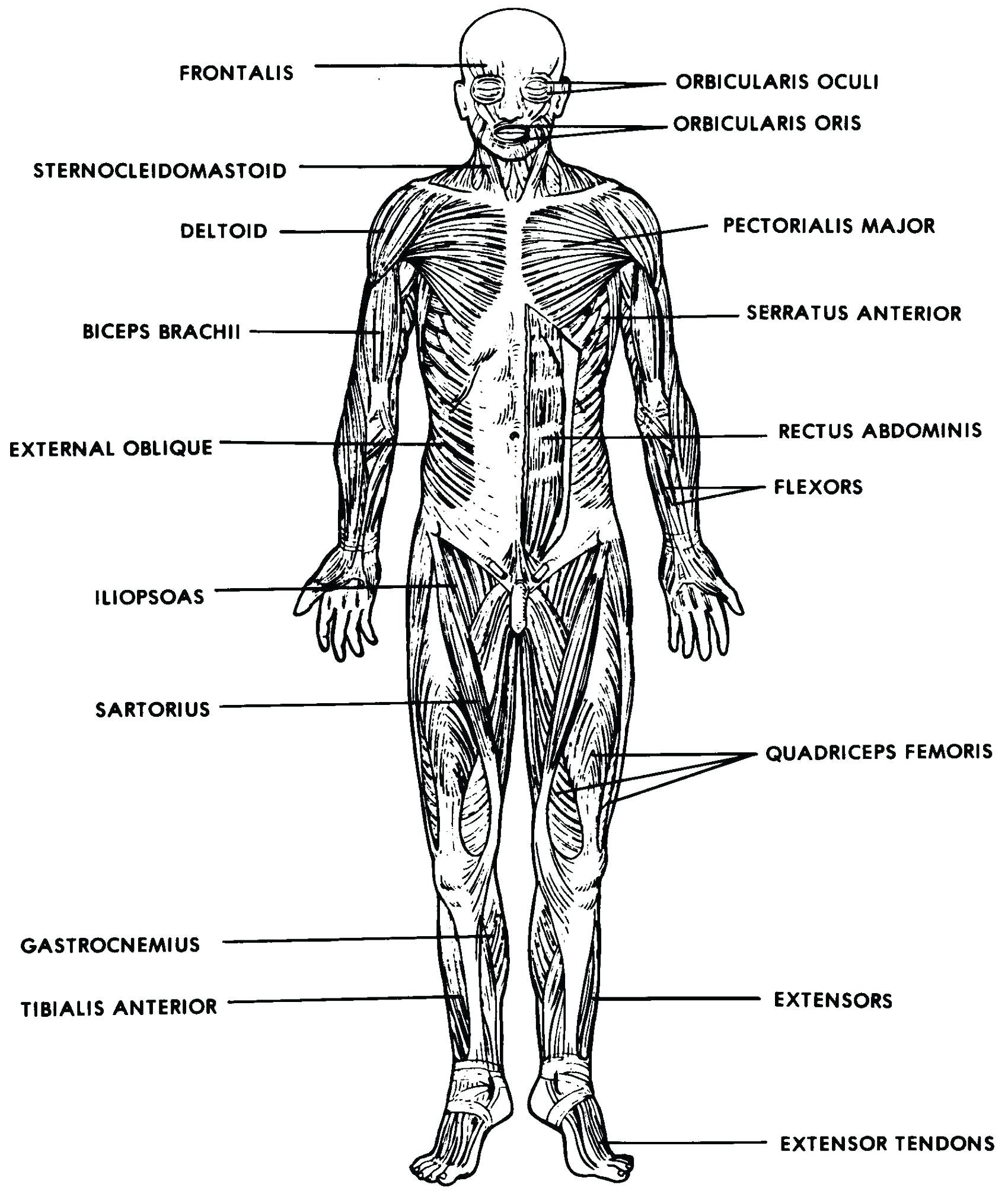 Muscular System Worksheet Db excel