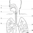 Human Respiratory System Diagram And Definitons Diagram