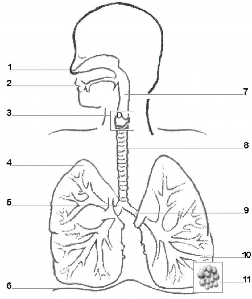 Human Respiratory System Diagram And Definitons Diagram