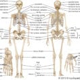 Human Skeleton  Parts Functions Diagram  Facts