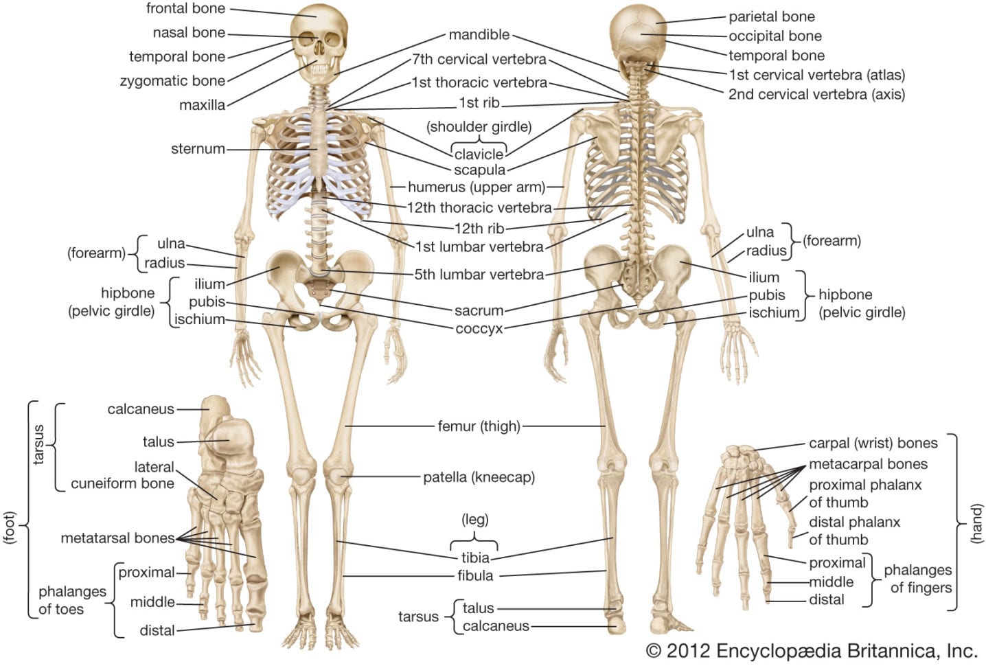 Human Skeleton  Parts Functions Diagram  Facts