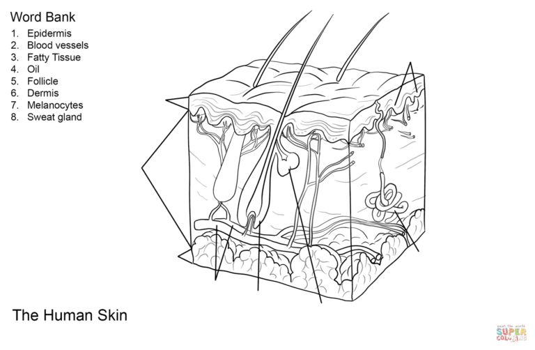 Skin Diagram Coloring And Labeling Worksheet — db-excel.com