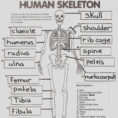 Human Skull Labeling Worksheet Printable  Printable