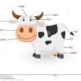 Illustration Of Cow Vocabulary Part Of Body Stock Vector