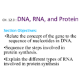 Images Of Dna Rna And Proteins Worksheets With Answers  Rockcafe
