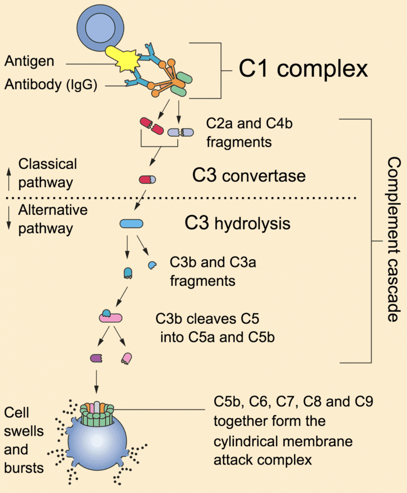 Immune Response  Immune Cell Types  Geeky Medics