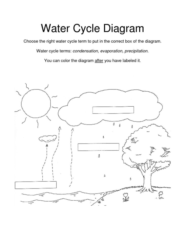 Immune System Worksheets For 5Th Grade