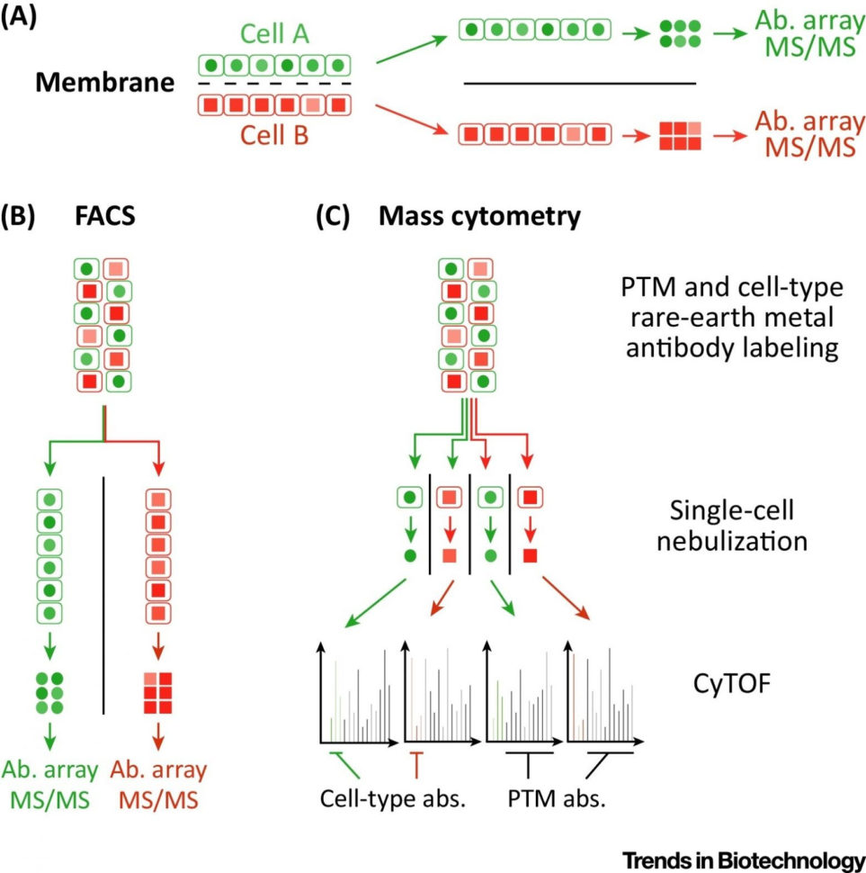 Immune System Worksheets For 5Th Grade