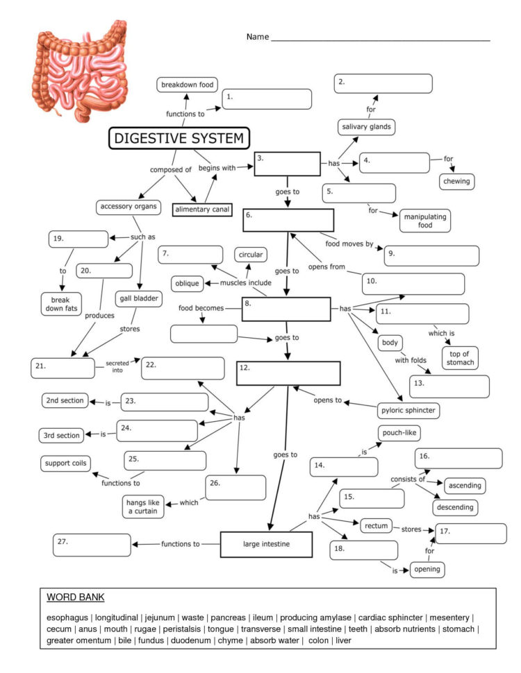 Immune System Worksheets For 5Th Grade