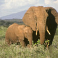Information And Facts About Elephant Babies