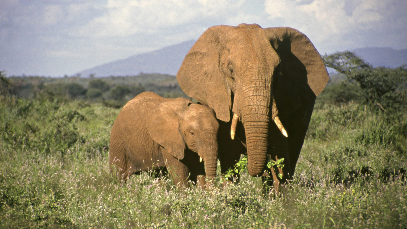 Information And Facts About Elephant Babies