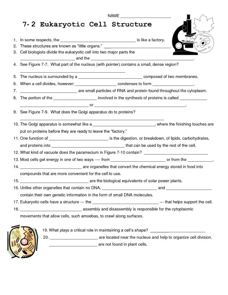 Inside The Eukaryotic Cell Worksheet Answers
