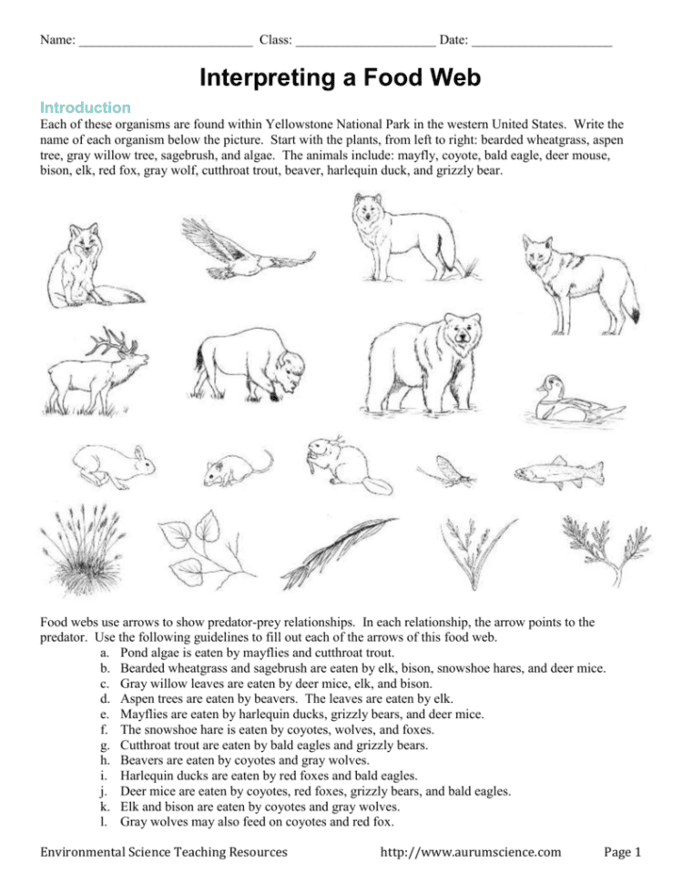 Interpreting A Food Web Introduction