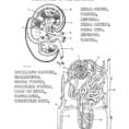 Intro To Urinary System Worksheet