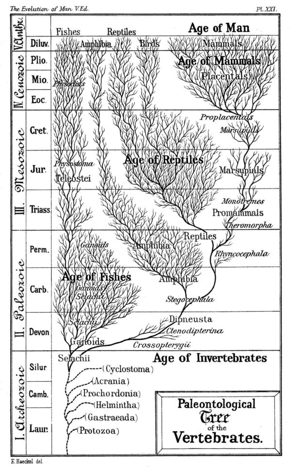 Introduction To Evolution  Wikipedia